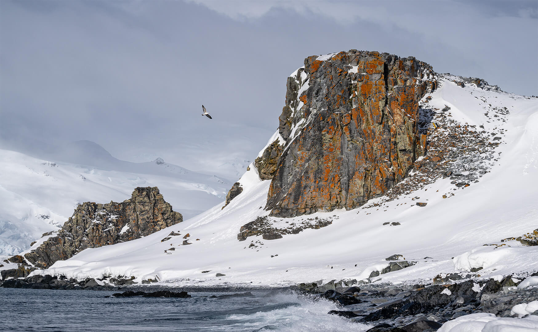 Honour For Digital Lichen And Snow By Jefferey Mott