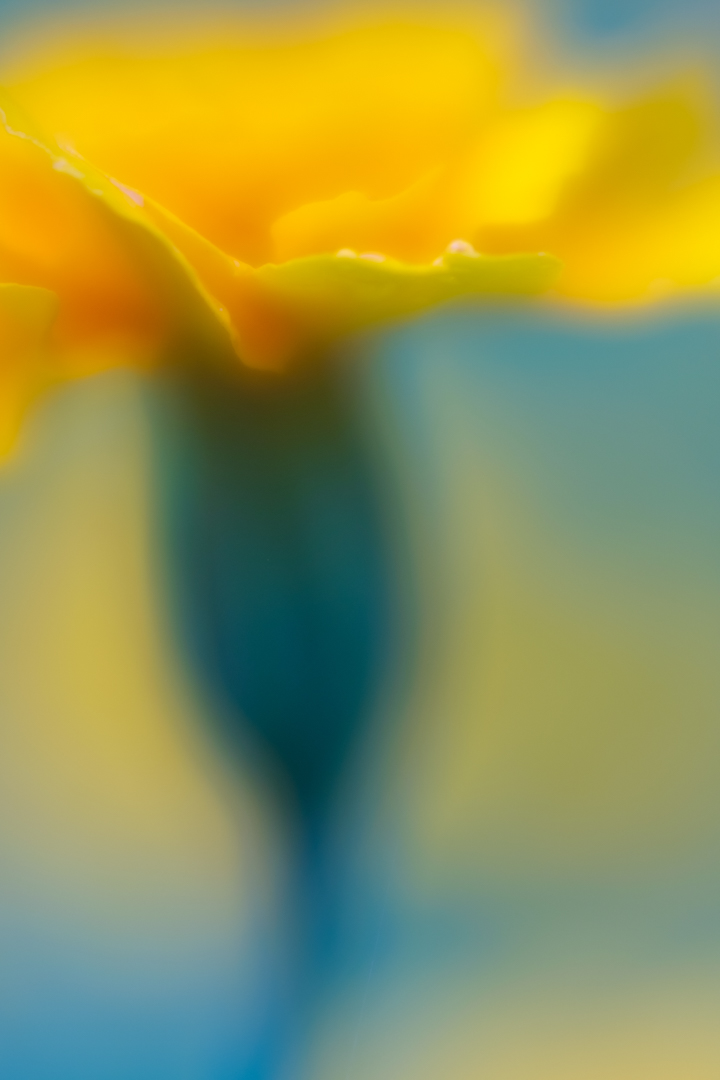 Honour for Digital Marigold flower by Lekha Suraweer