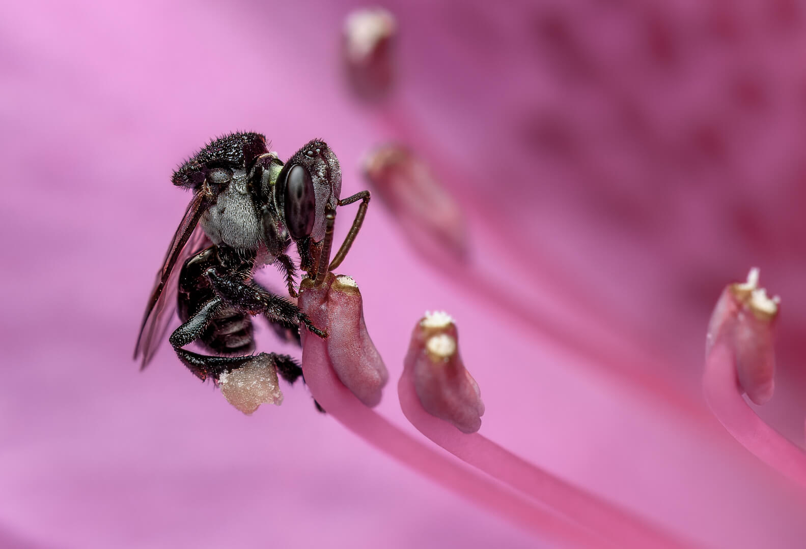 Honour For Digital Native Bee By Ian Sweetman