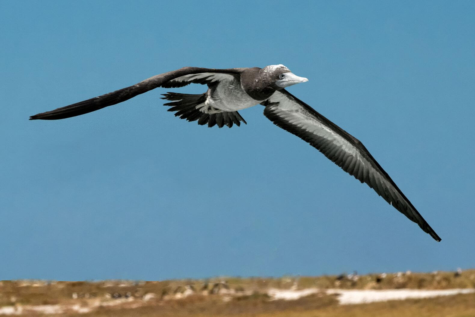 1st For Digital  Brown Booby Flyover By Bhaskar Desha