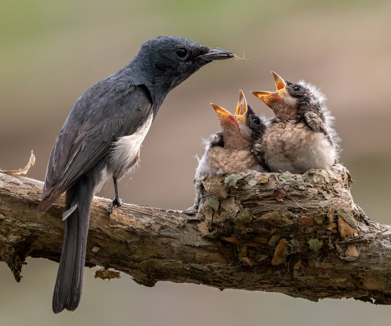 2nd For Digital  It's MY Spider By Rose Parr