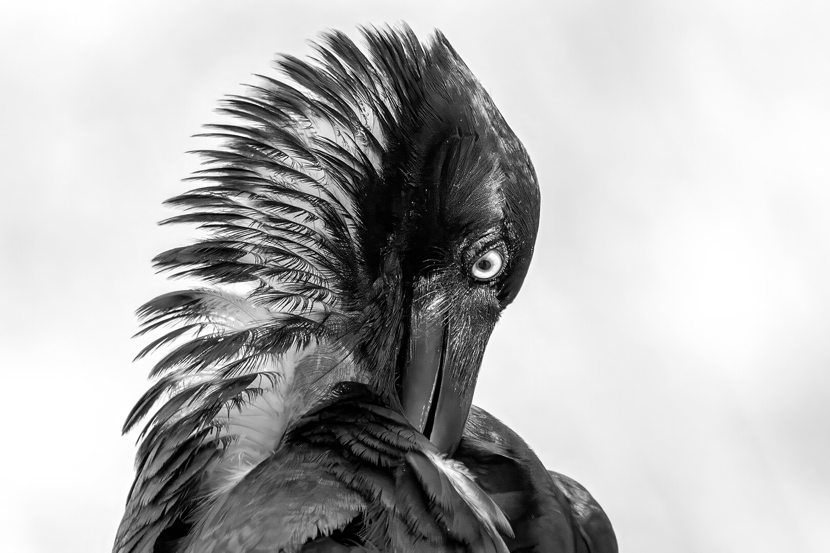 2nd For Digital  Ruffled By Eligia Sword