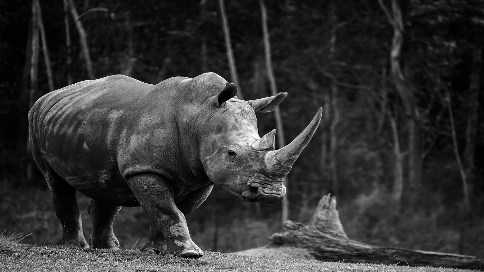 2nd For Print  Big Beast By Janet Richardson