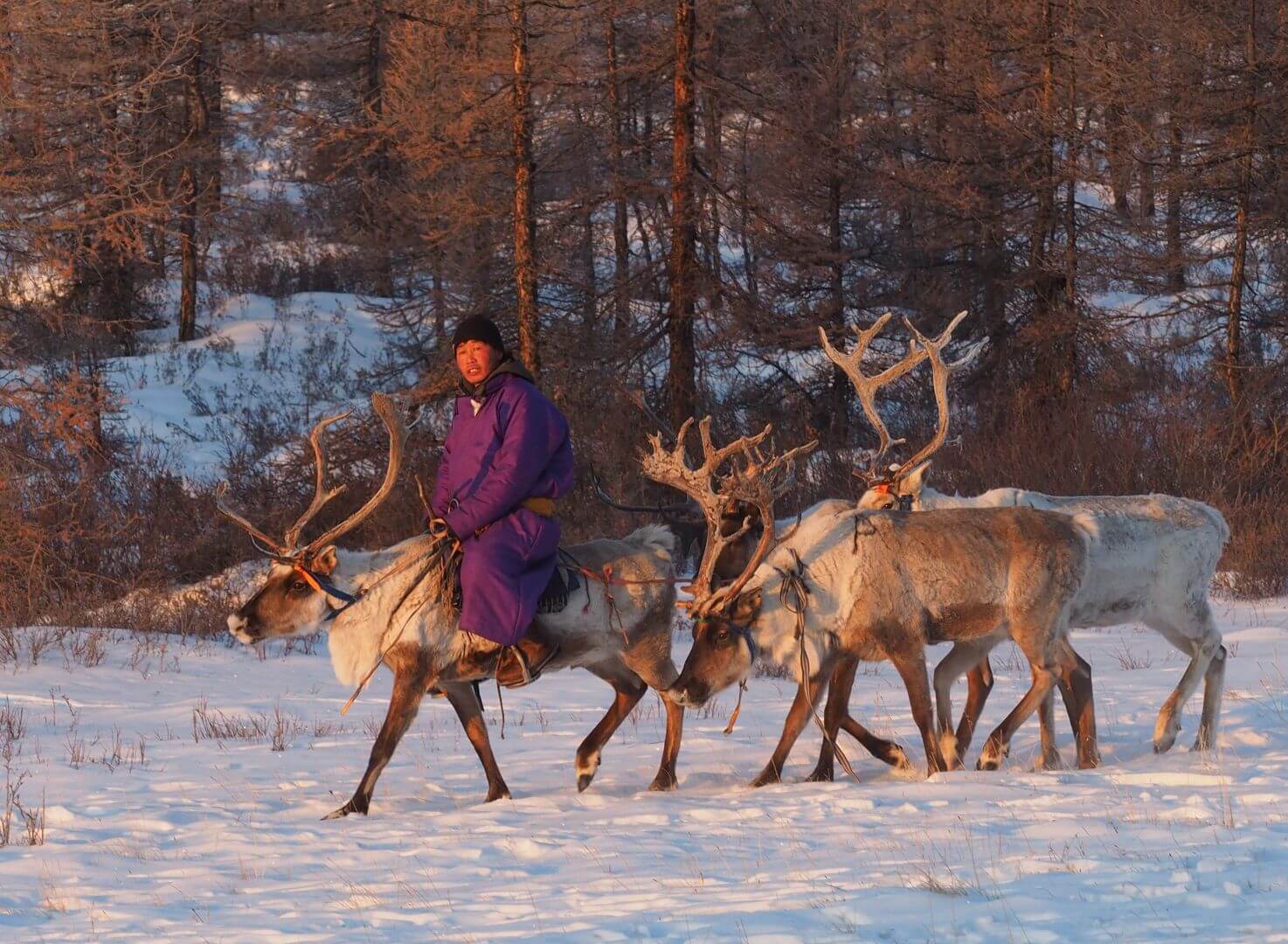 2nd For Print  Reindeer Herder By Margaret Kemmery