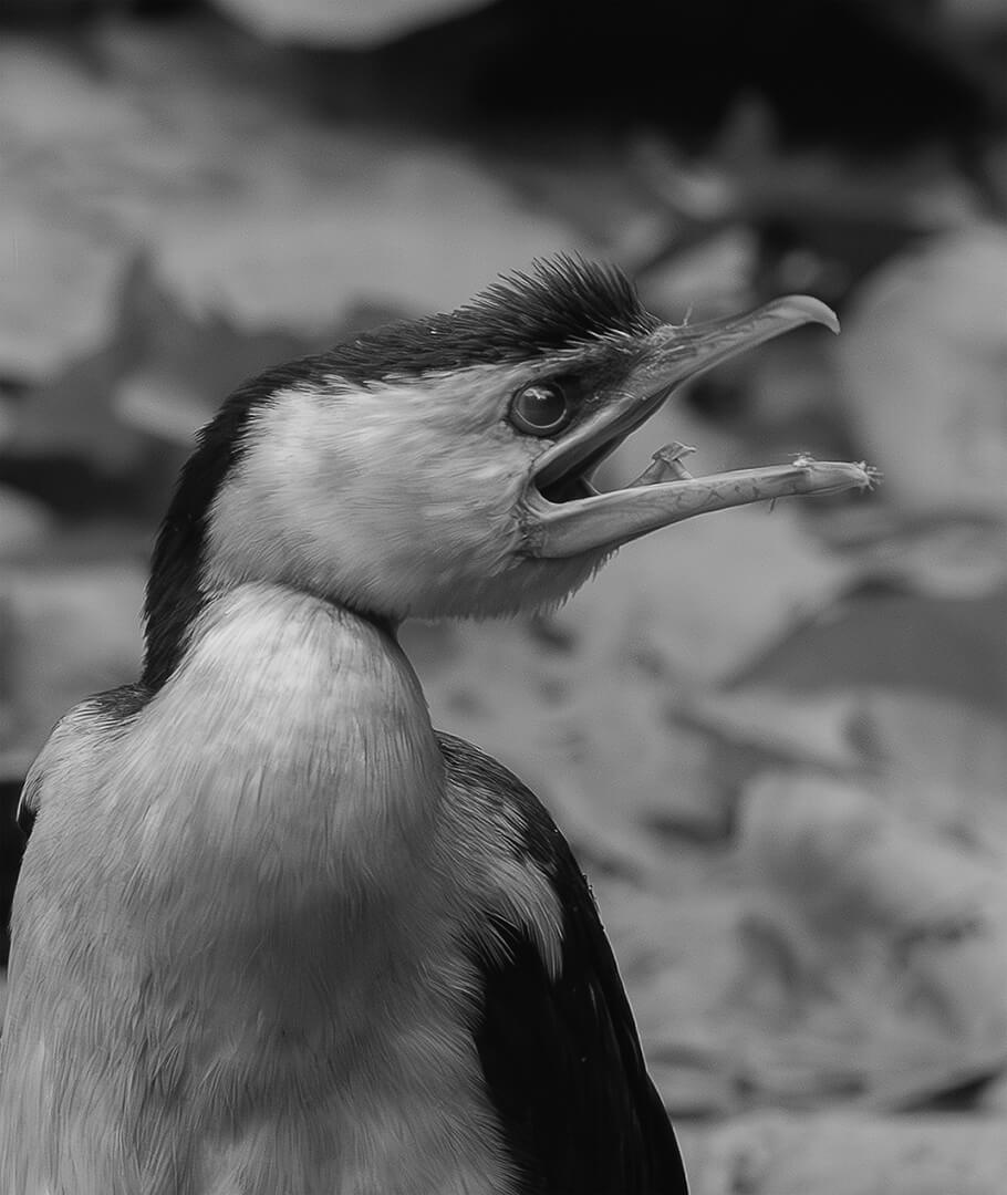 3rd For Digital  Angry Bird Copy By Wendy Buick