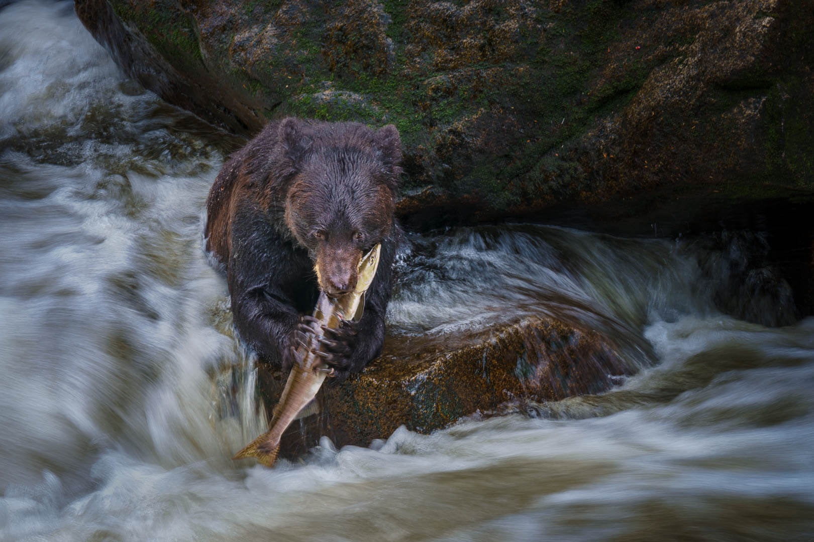 HC For Digital  Bear Of Anan Creek AK By Geoffrey Hui