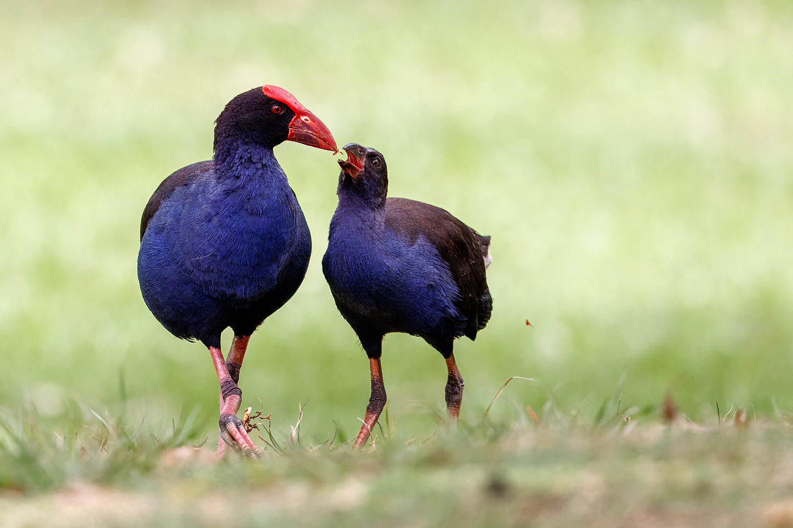 HC For Digital  Feeding The Young By Eligia Sword