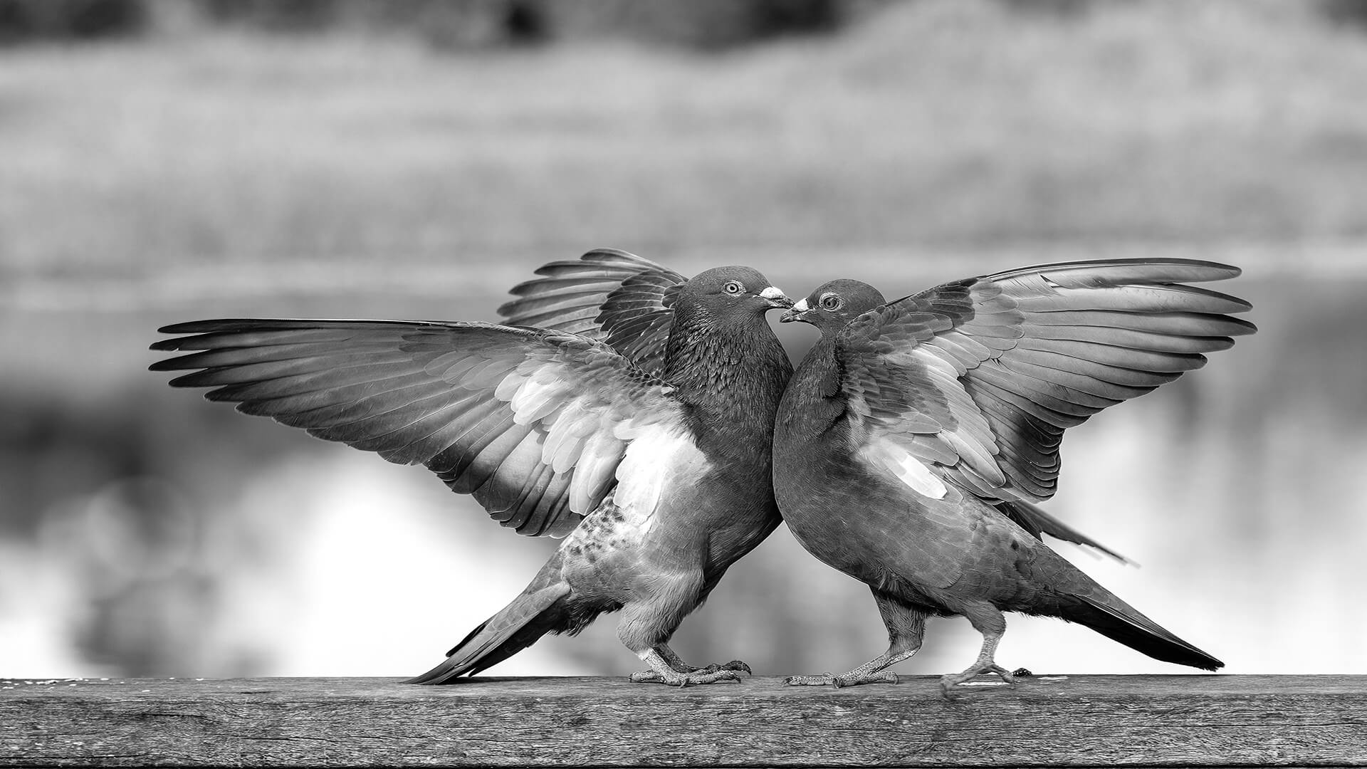 HC For Print  Dualing By Liann Haaima