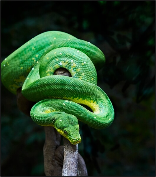 Merit For Green Tree Python By Lyn Fedrick