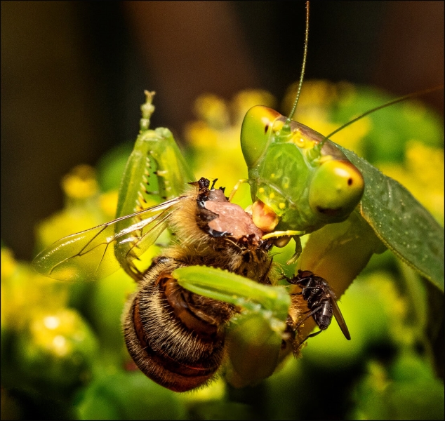 Honour For A Bee In The Hand By Cheryl Zwart