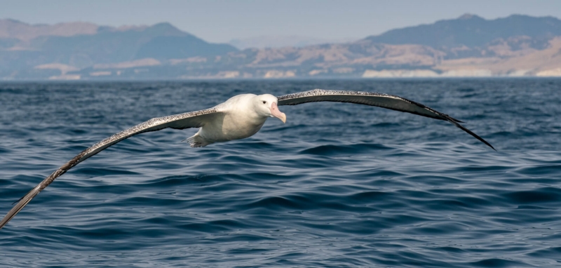 Merit For Albatross Encounter By Susan Chisholm