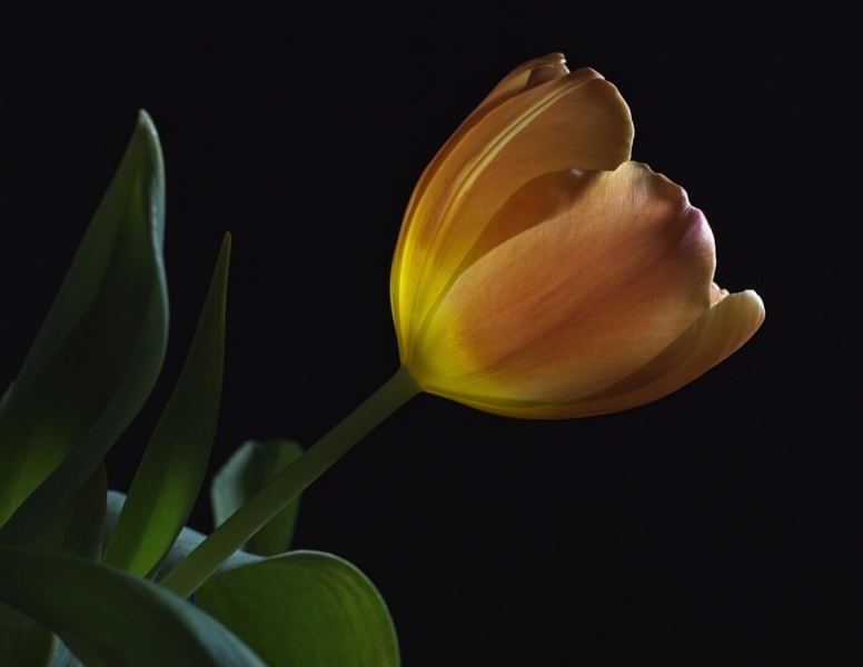 Merit For Tulip Copy1 By Margaret Duncan