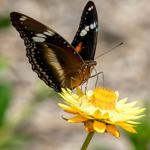 Merit For Digital Butterfly Collecting Nectar By Swarna Wijesekera