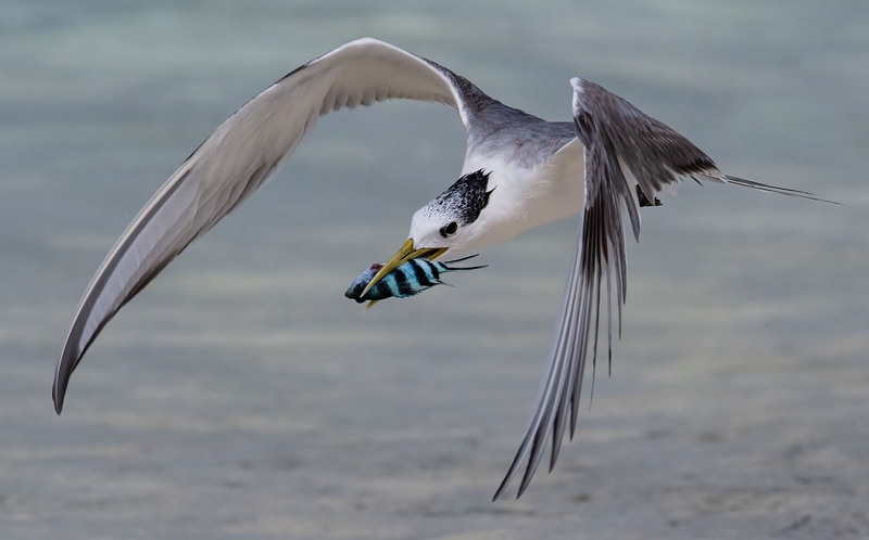 Honour For Digital Crested Tern With Reef Fish By Jefferey Mott