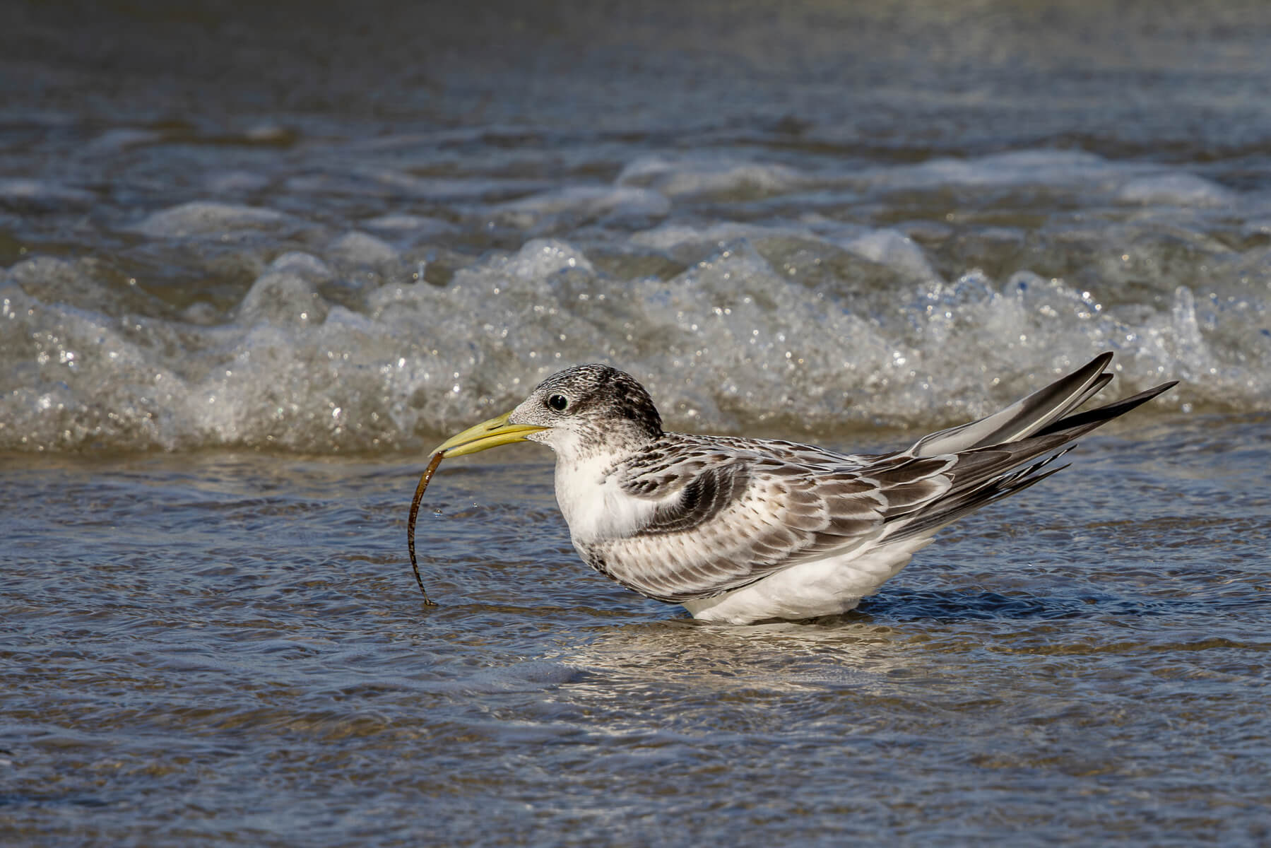 Merit For Digital Juvenile Greater Crested Term By Hazel Sempf