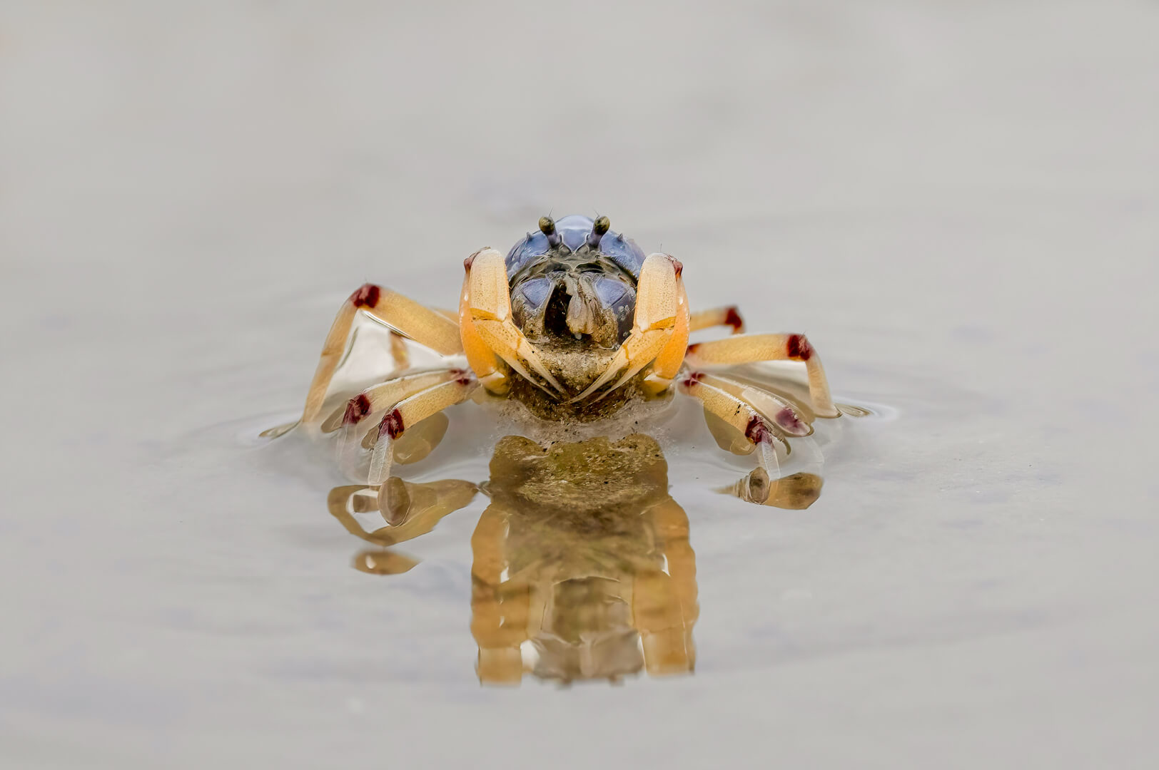 Merit For Digital Lone Soldier By Heidi Wallis