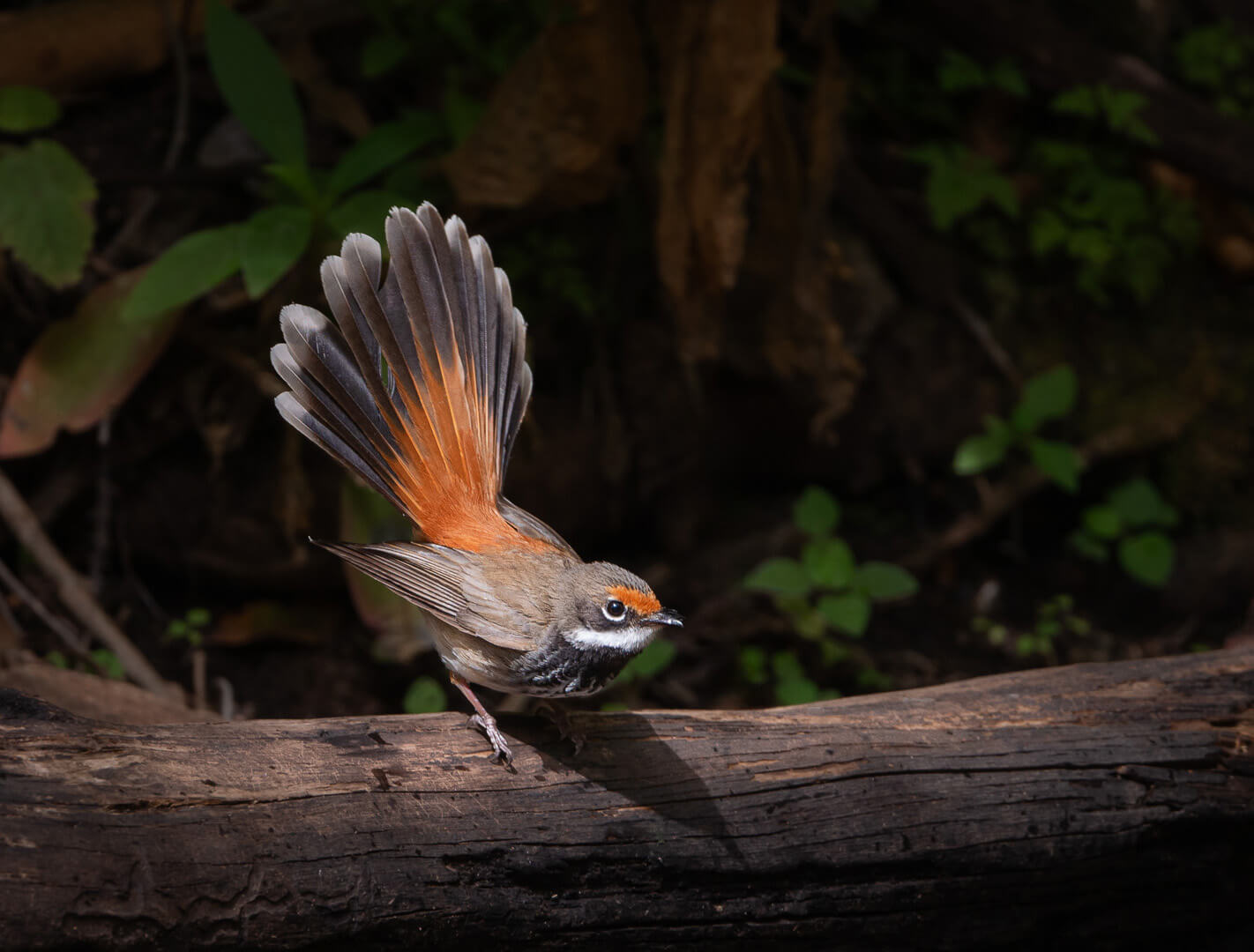 Merit For Digital Rufous Fantail By Alan Wigginton