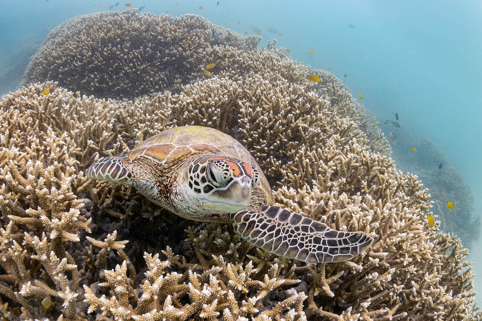 Merit For Digital Snorkelling With Turtles By Jefferey Mott