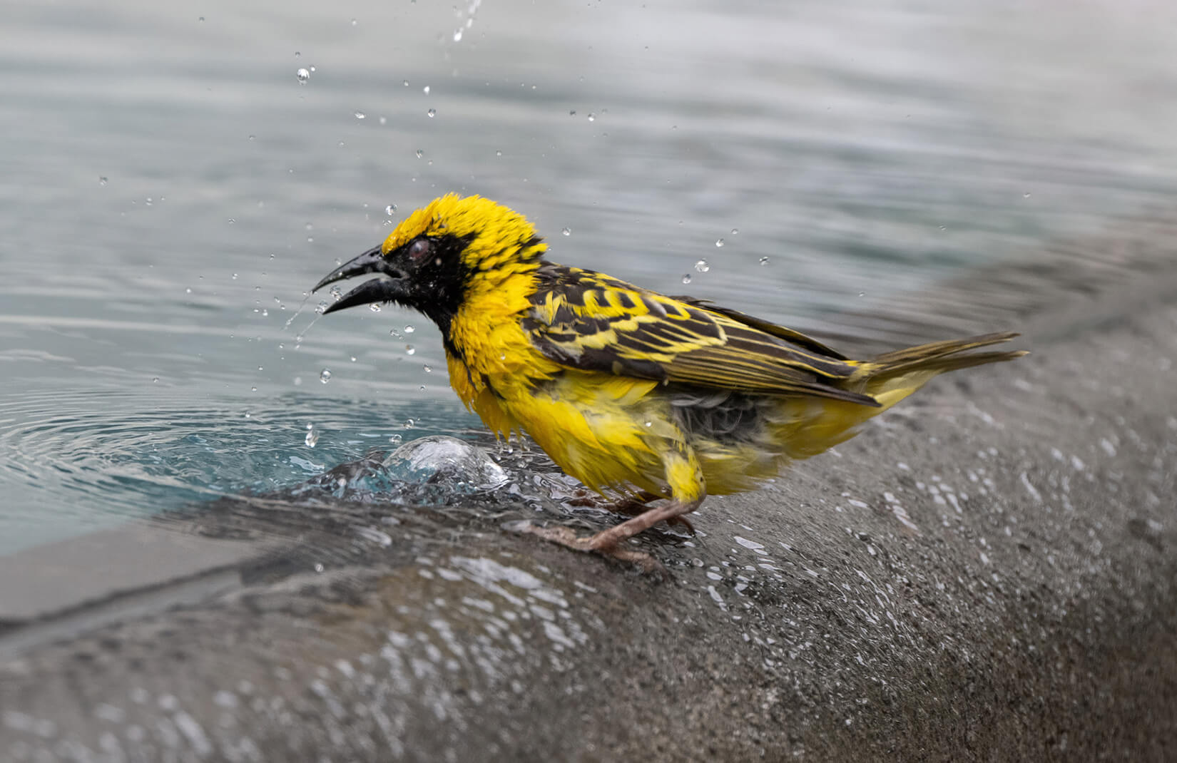 Merit For Digital Village Weaver On Pool Wall By Bhaskar Desha