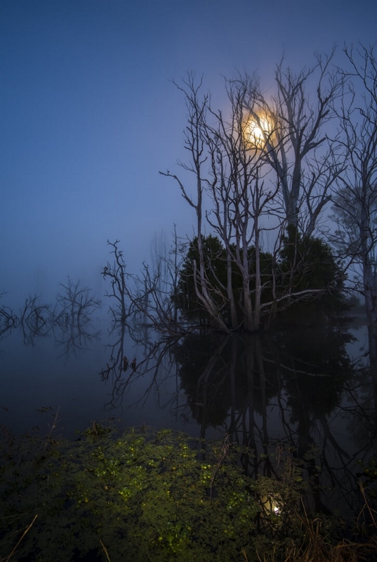 Merit For Digital 176 Moon Vs Fog By Kim Coles