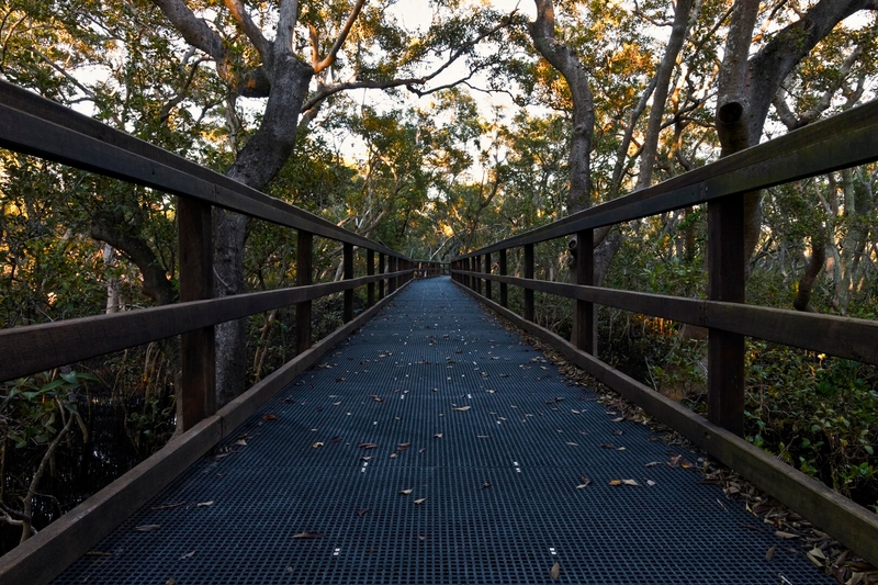 Merit For Digital Boardwalk In The Mangroves By Michael Mitchell
