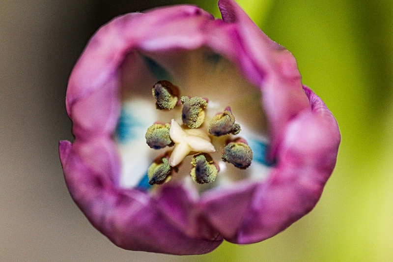 Merit For Digital Tulip By Peter Varley