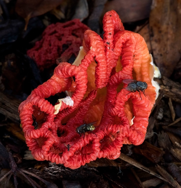 Merit For Stinghorn Fungi By Lesley Clark