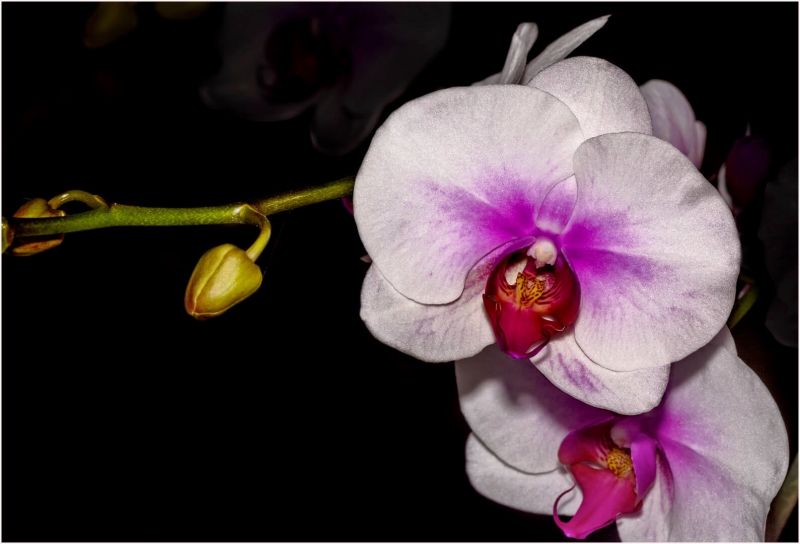 Merit For Orchid And Bud By Margaret Yeo