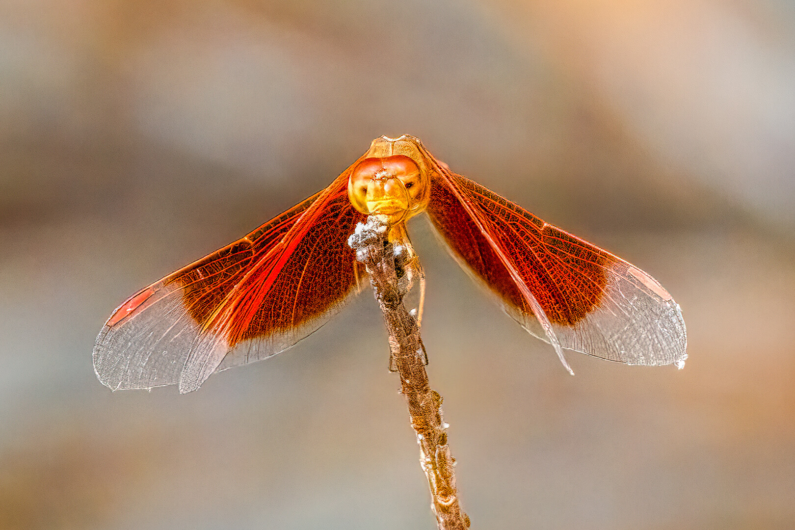 Honour For Print Red Dragonfly  By Lekha Suraweera
