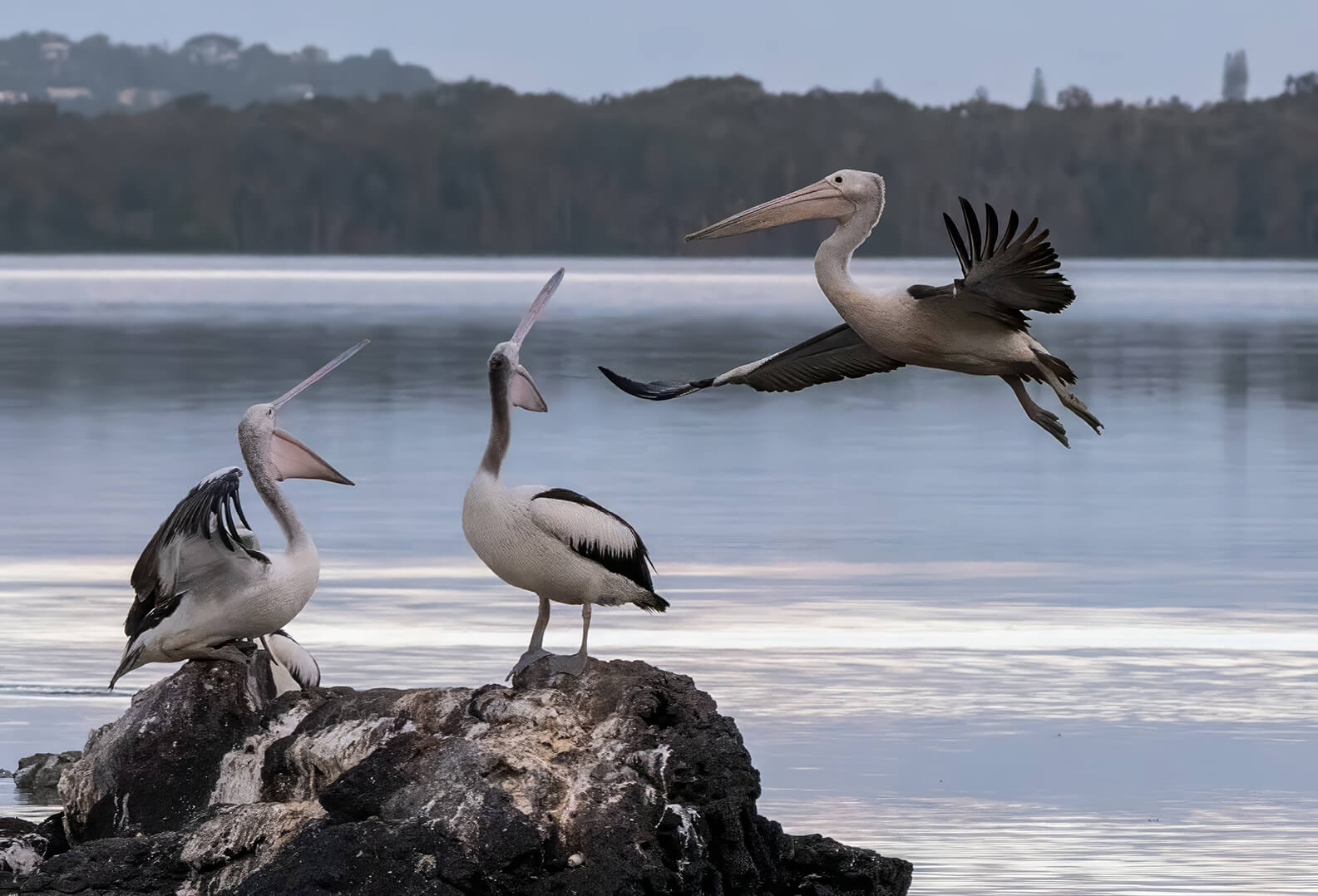 Honour For Digital Pelican Landing By Bhaskar Desha