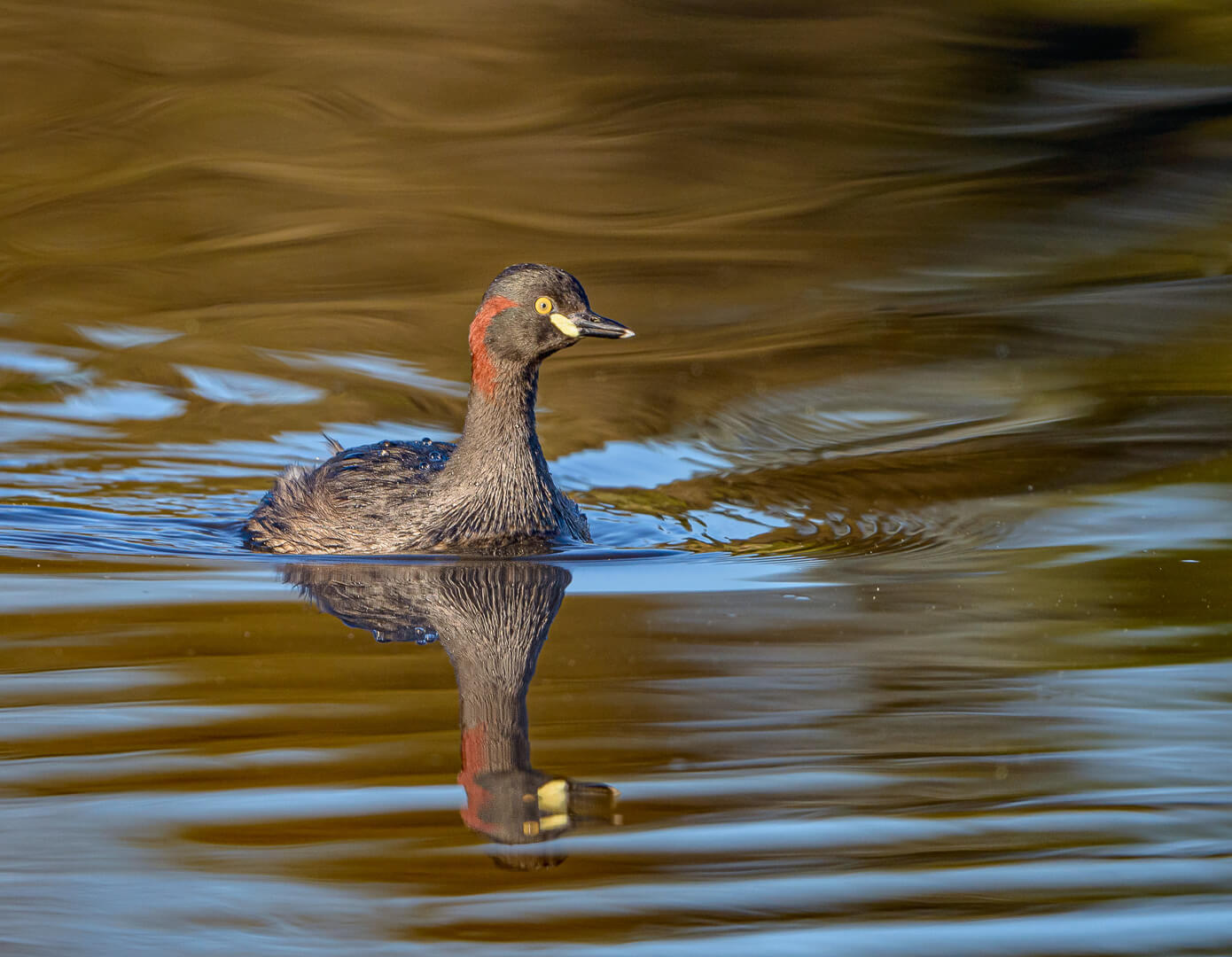 Merit For Digital Australasian Grebe By Alan Wigginton