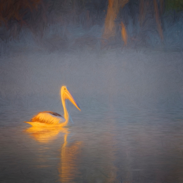 Honour For Pelican Sunrise By John Doody