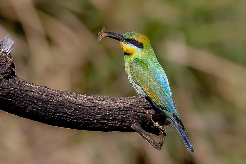 Merit For Bee And The Bee Eater By Swarna Wijesekera