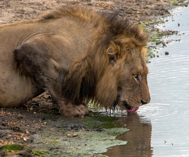 Merit For Lion Drinking By Lesley Clark