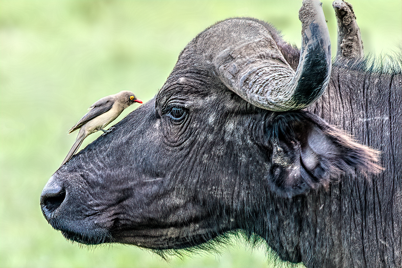 Honour For African Buffalo And Ox Pecker By Lekha Suraweera