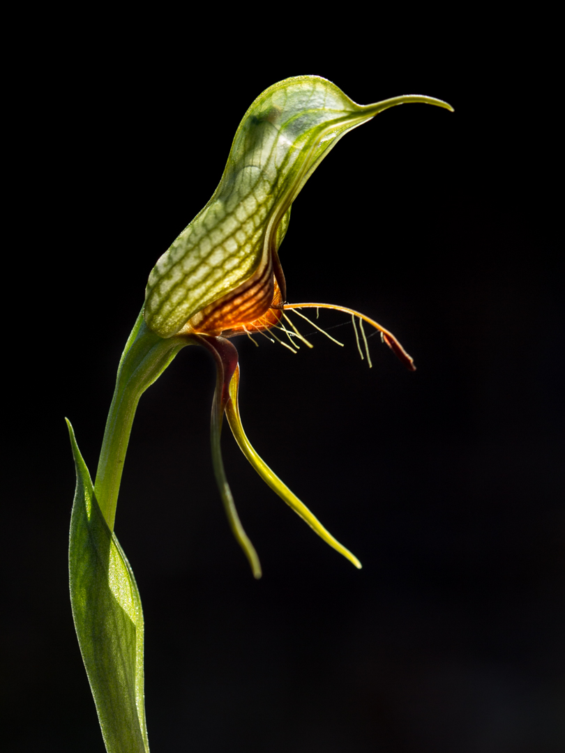 Honour For Bird Orchid By Michelle Coles