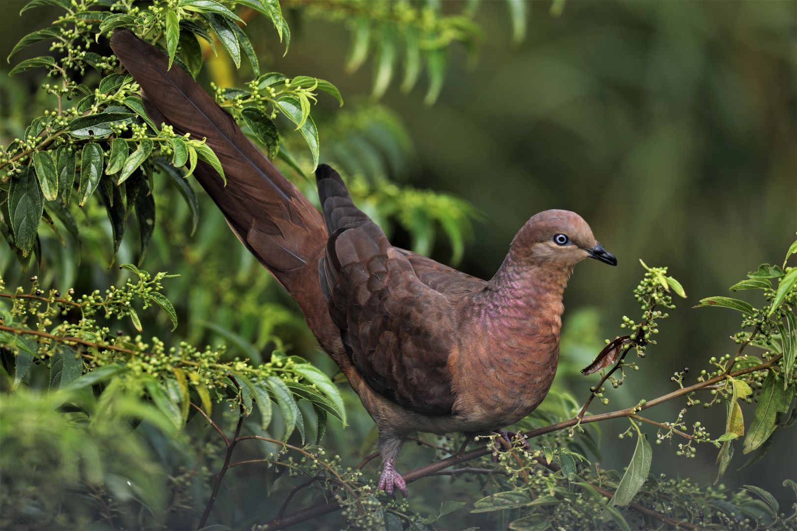 Honour For Brown Cuckoo Dove By Joanne Pick
