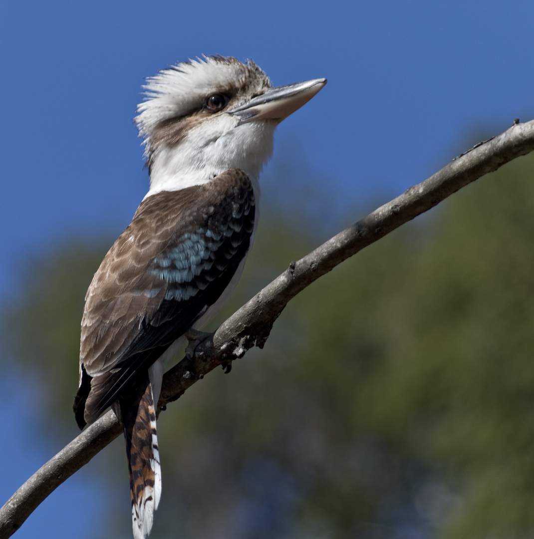 Honour For Kookaburra By Michael Mitchell