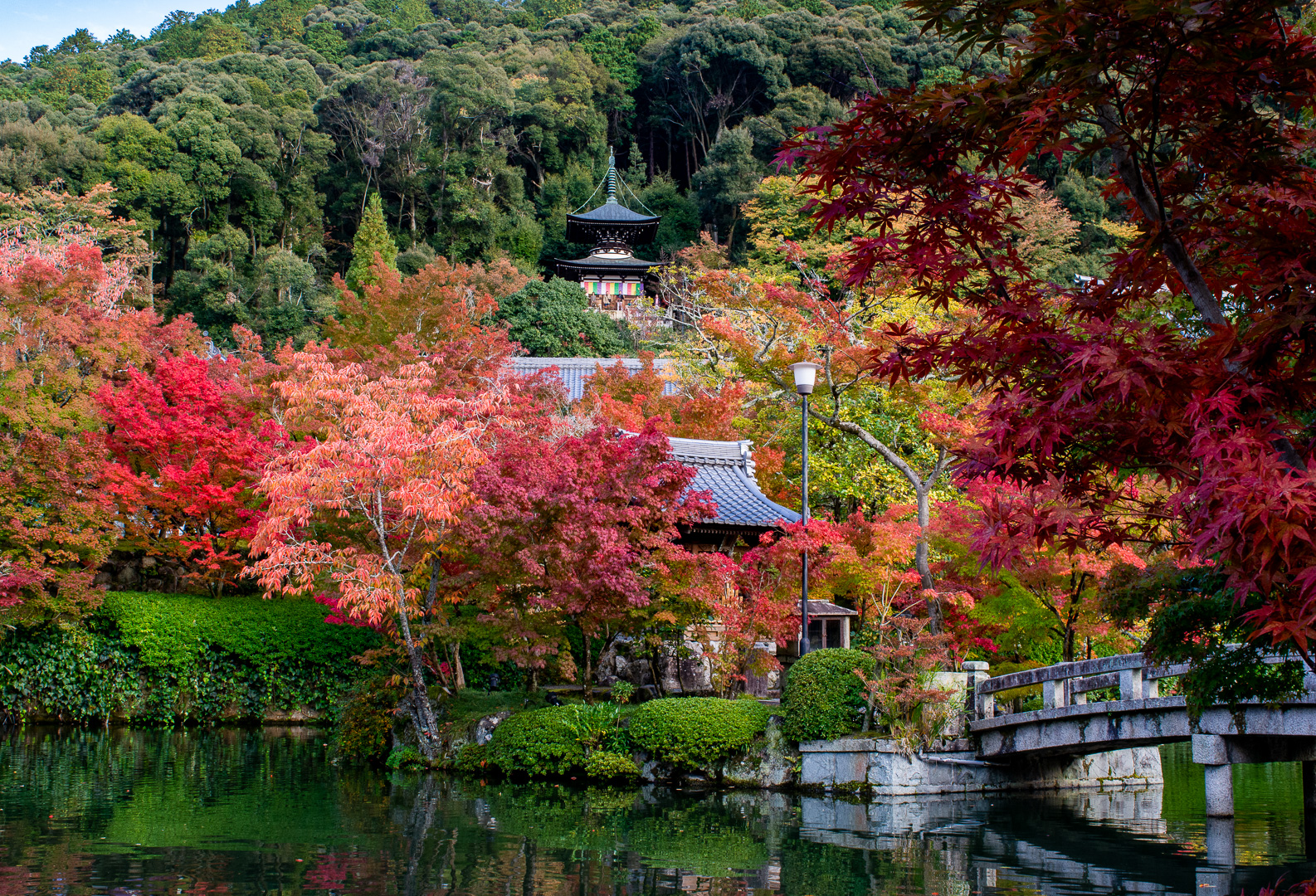 Honour For Kyoto Colours By Susan Chisholm