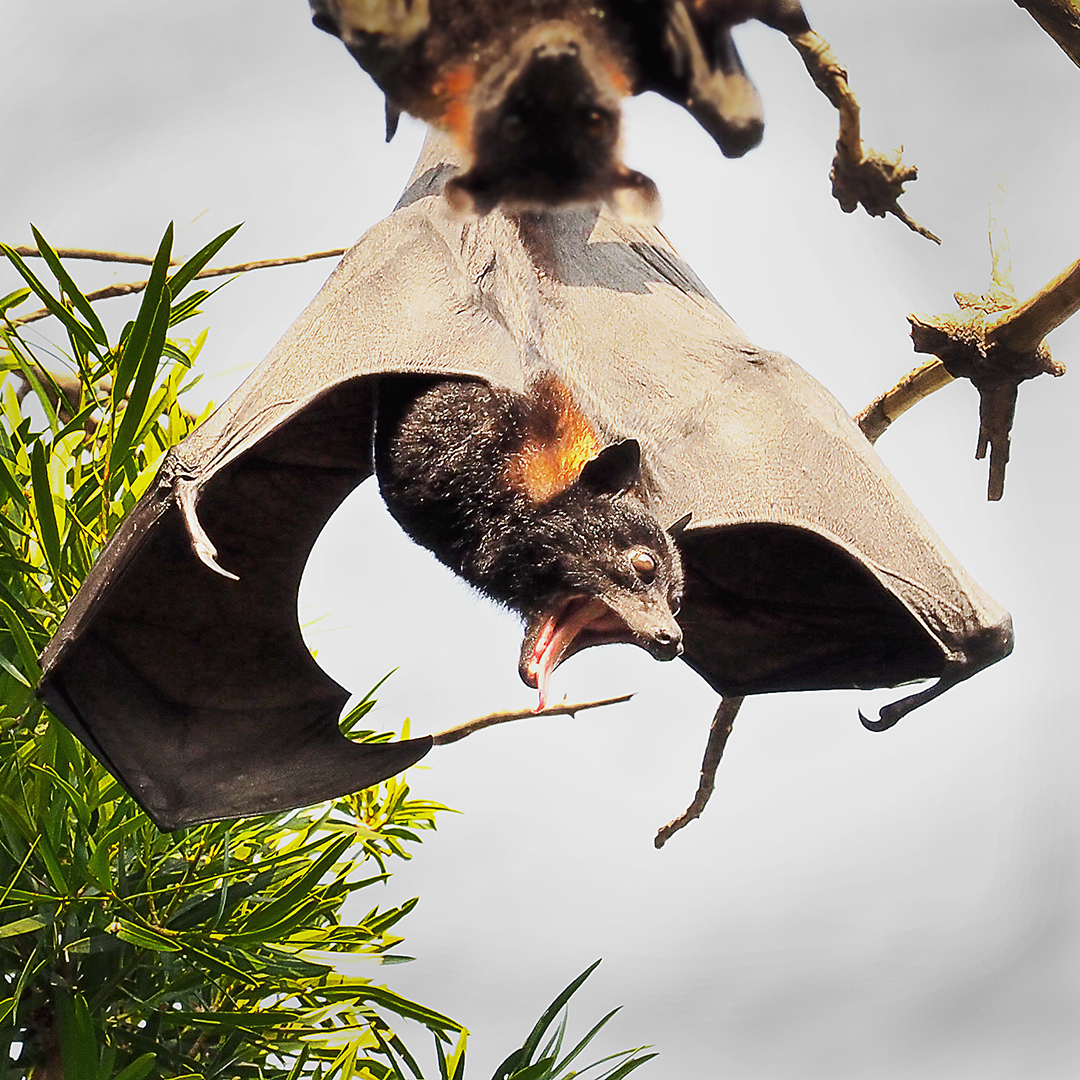 Merit For A065 Bats Flying Over Head  By Joyce Metassa