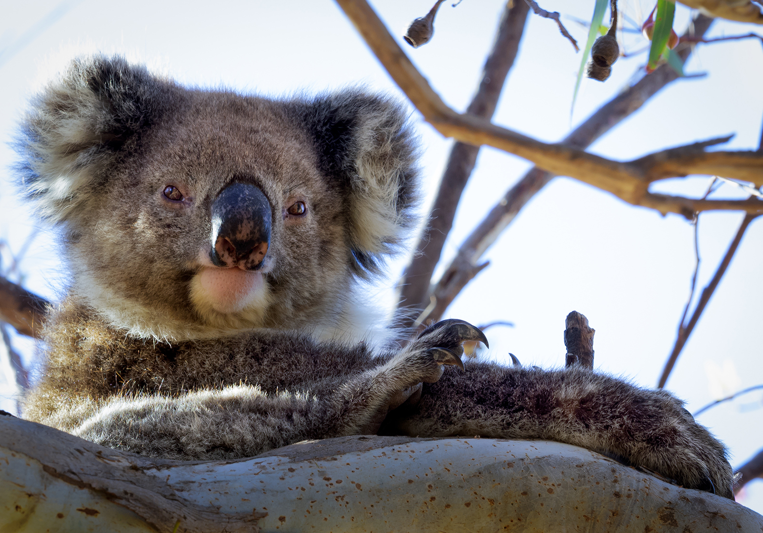 Merit For Kangaroo Island Koala Before Fires By Paul MacKay