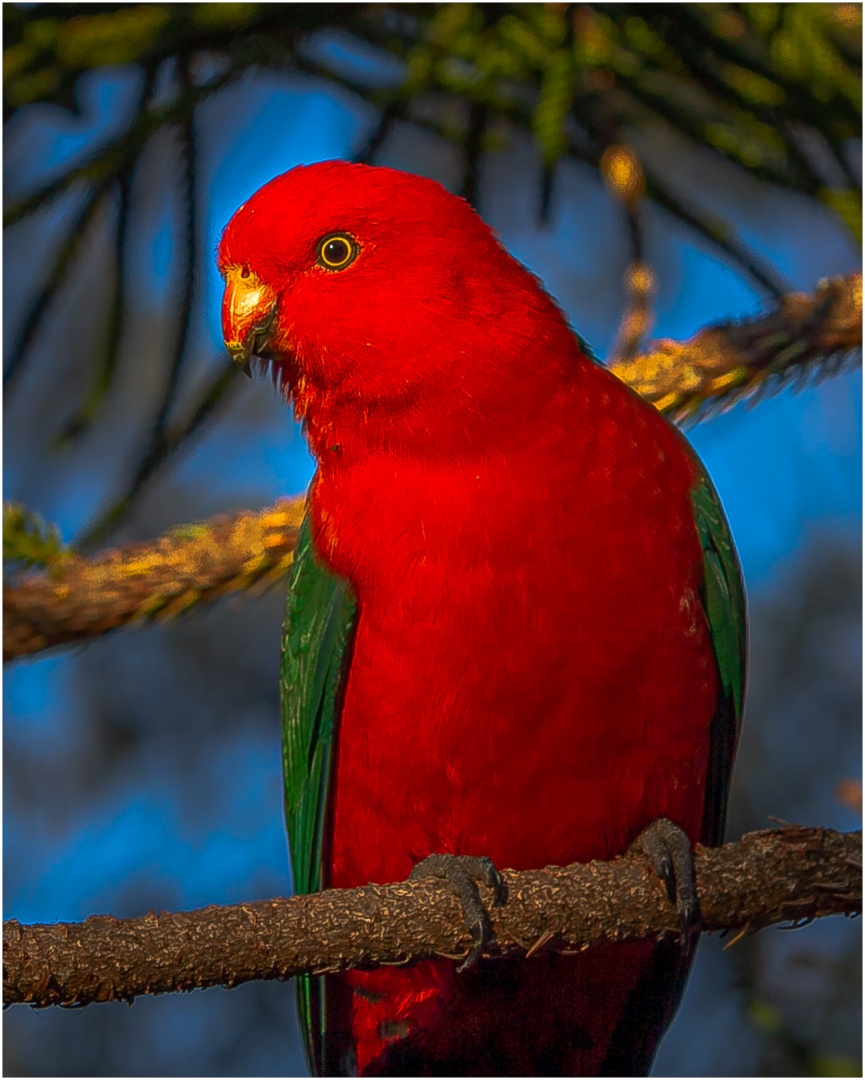 Merit For King Parrot By Wayne Lewis