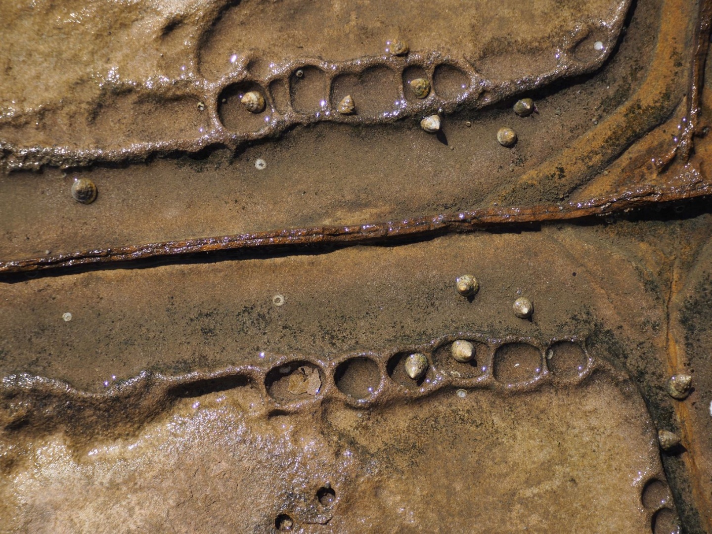 Merit For Trochus Snails On Sandstone By Trudi Aykens