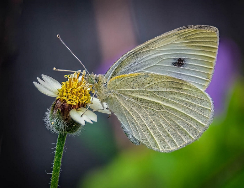 Honour For Digital Cabbage White Butterfly By Lekha Suraweera