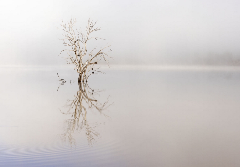 Honour For Digital Lake Tree By Shuying Jiang