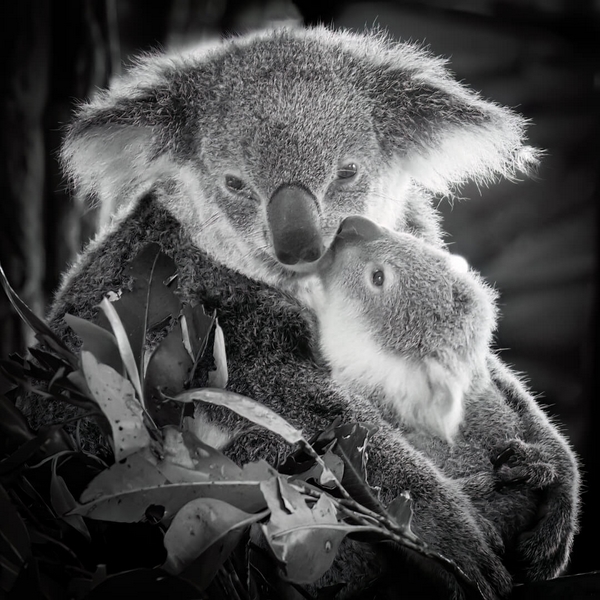 Merit For Print Koala Cuddles By Dorothy Harkins
