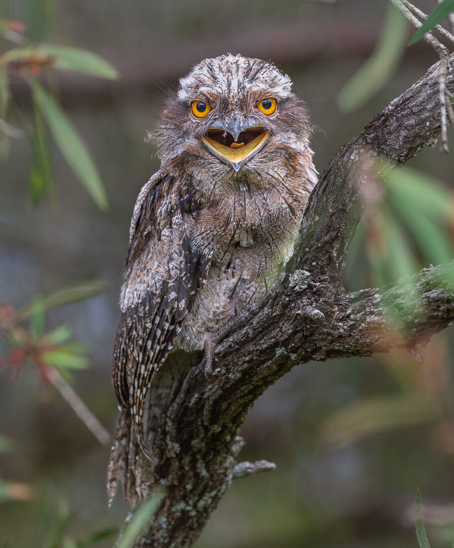 Honour For Digital What A Big Mouth You Have By Alan Wigginton