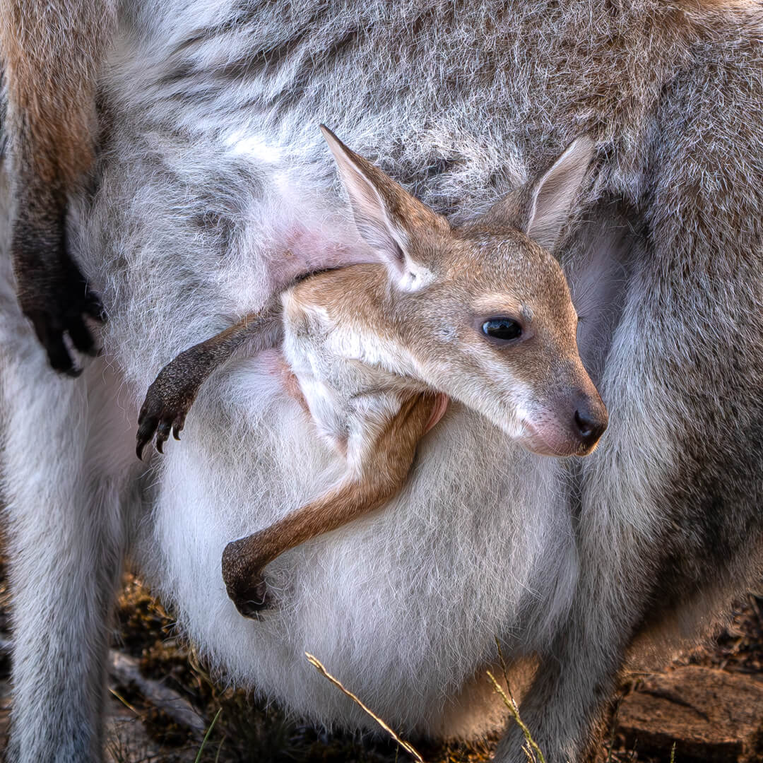 Honour For Print Hanging Out By Rose Parr