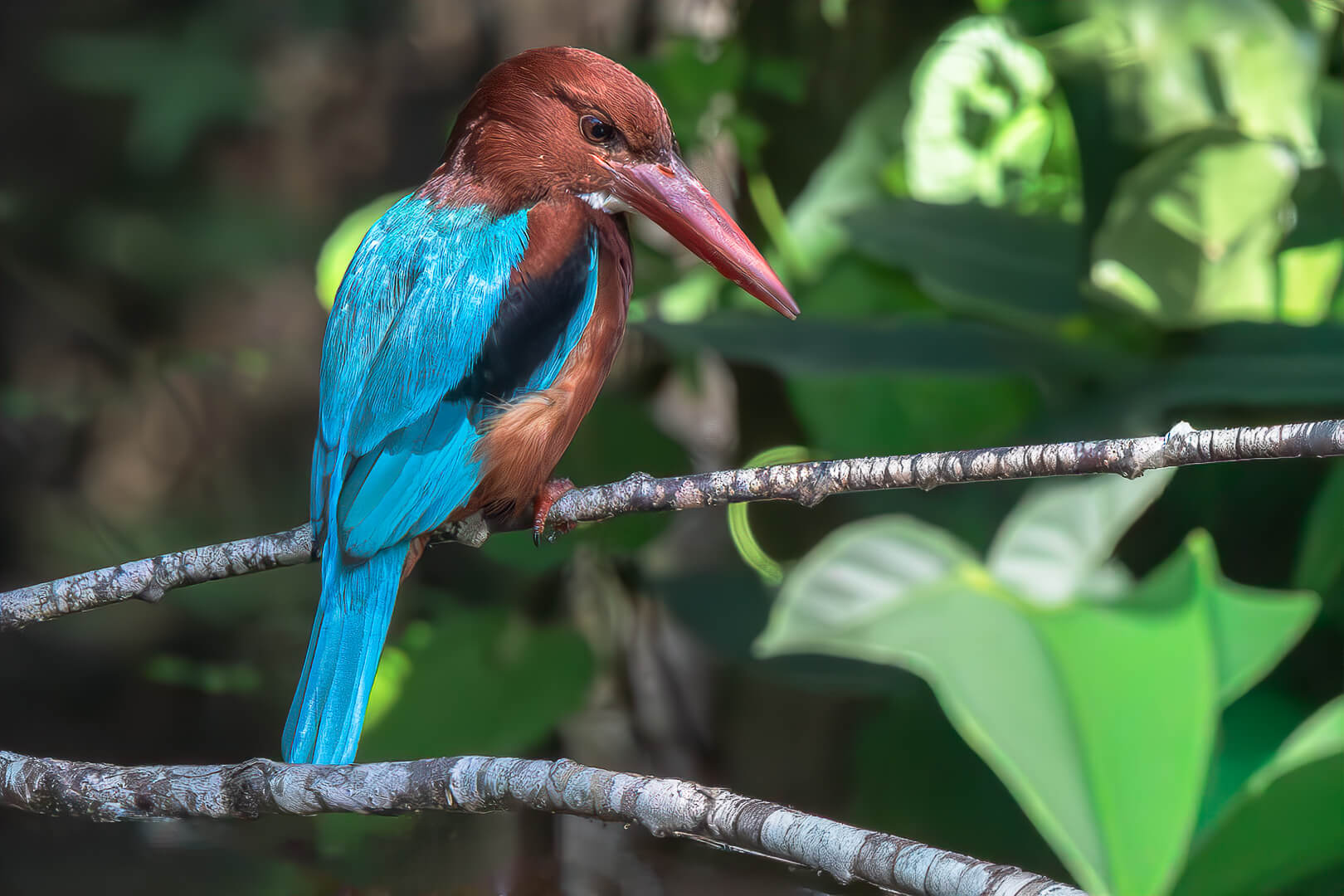 Merit For Digital  Enjoying The Morning Sun By Swarna Wijesekera