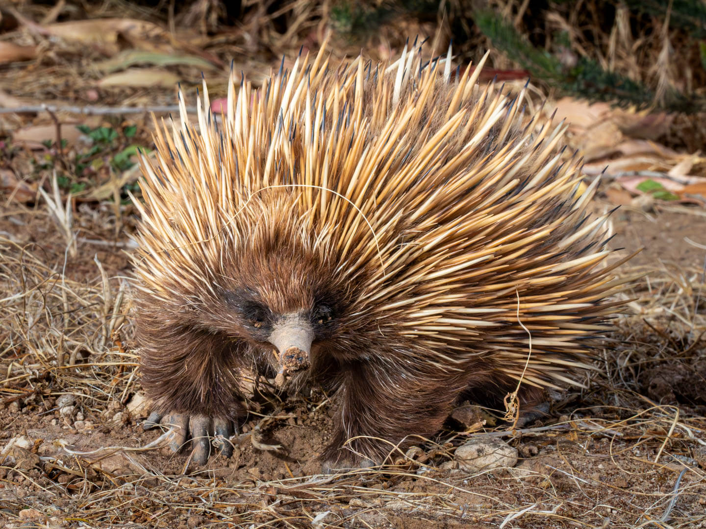 Merit For Digital Blonde Echidna By Christine Jull